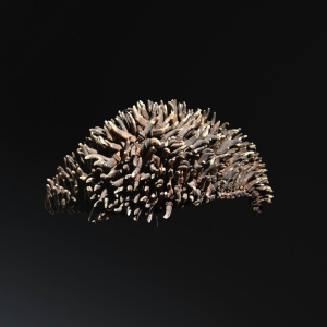 Dog tooth headdress